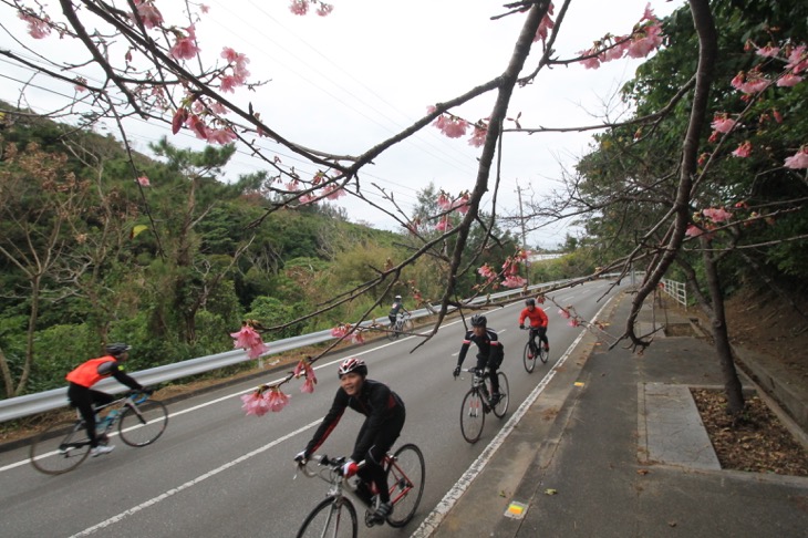 日本一早い桜の下を走っていきます
