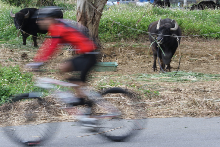 沿道では牛がレースを見守る