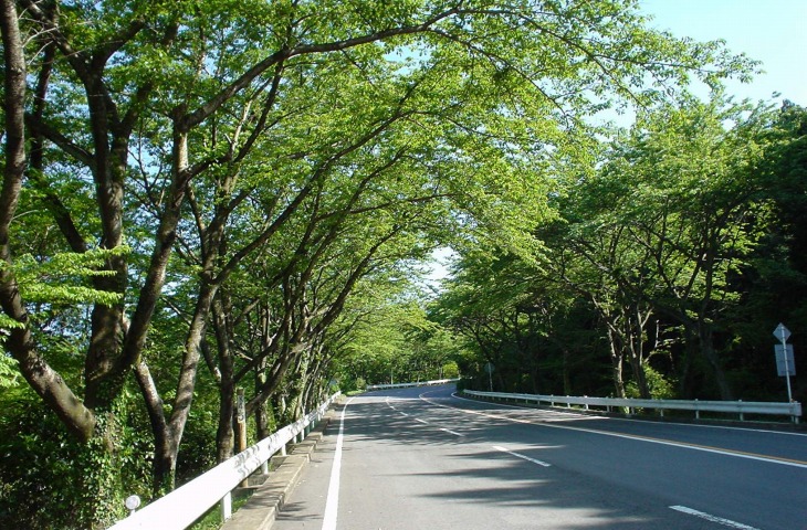 溢れるような新緑に囲まれた道を登っていく