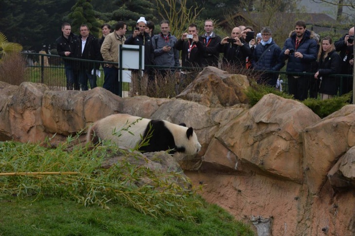 スタート地点であるボーヴァル動物園のパンダを見学する一行
