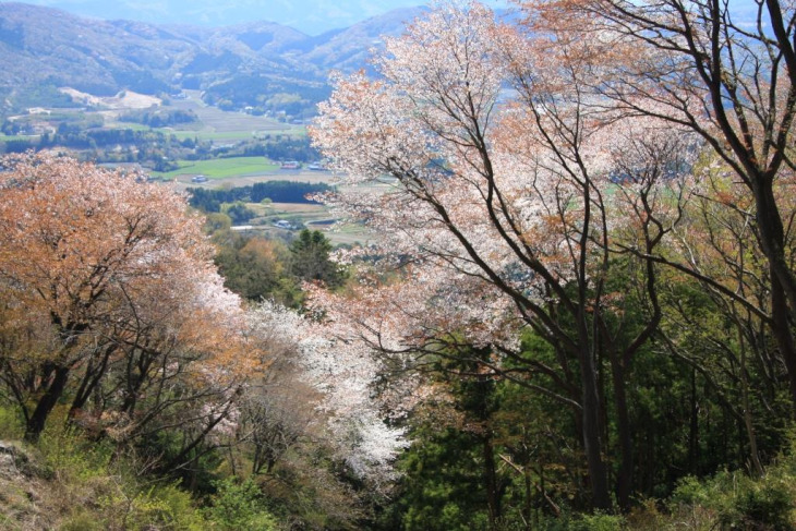 山桜が咲く茨城県桜川を走る