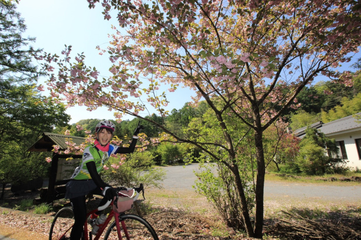菱野温泉への登坂の途中には八重桜が綺麗に咲き誇っていた