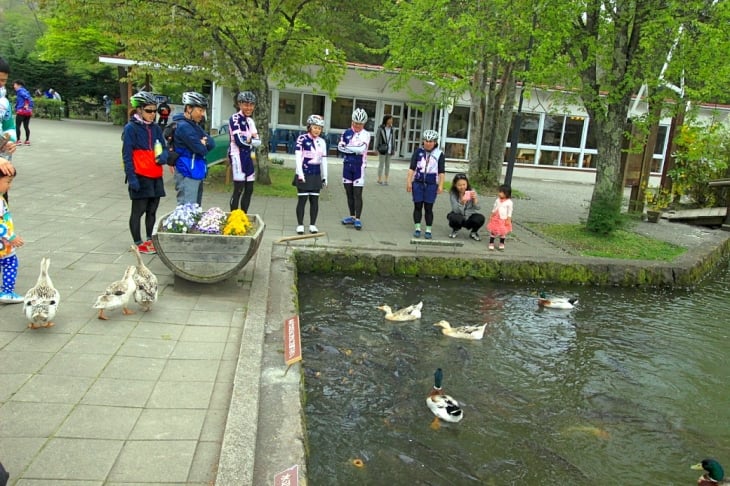 塩沢湖の人懐っこいカモたちに心が和みますね。