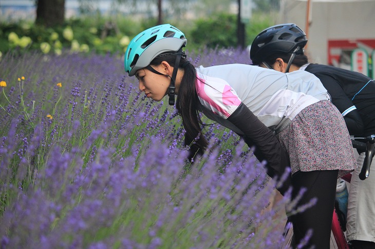 ラベンダー祭りが開かれていた八木崎公園。ラベンダーって乾燥させなくても良い匂いがするの？