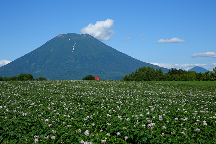 ジャガイモの花が満開。今がニセコの夏期ハイシーズンだ