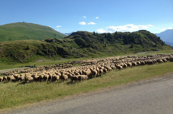 アルプデゥエス頂上で羊の放牧に遭遇