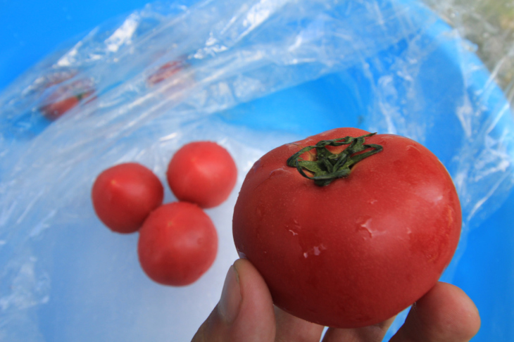 地物という冷え冷えのトマト。赤くてしっかりと濃厚な味わい