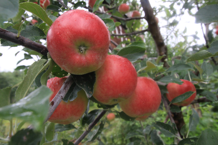 出荷が始まったという名産のりんご。沿道には多くのりんご畑がありました