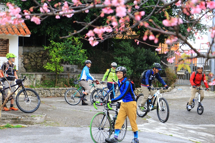 もう桜が咲いている。それが沖縄。