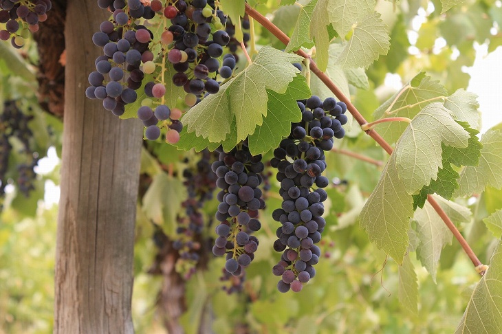南オーストラリア州は良質なワインの産地。ワイナリーが舞台。
