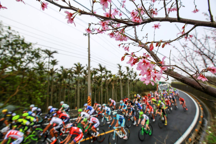 台湾ではすでに桜の花が咲いている