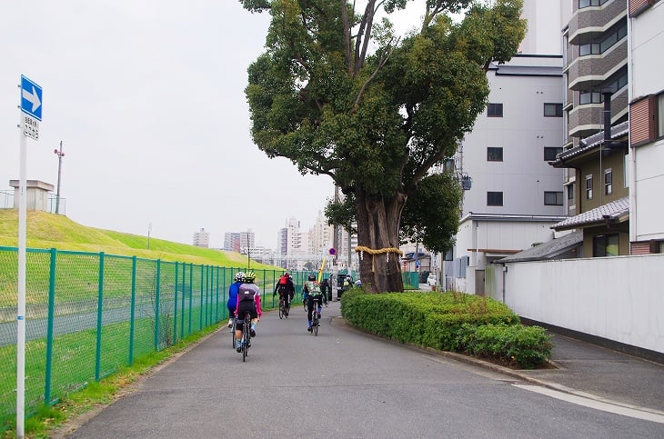 フェンス道に立つしめ縄の巻かれた御神木