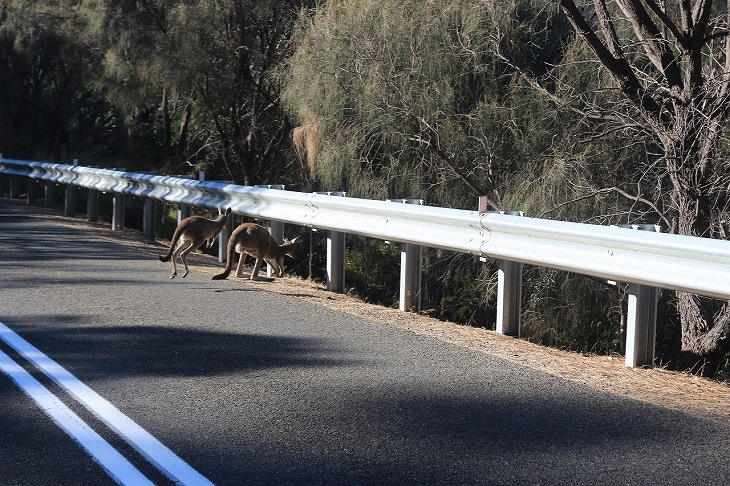 カンガルー（ワラビーかも）に遭遇しました！