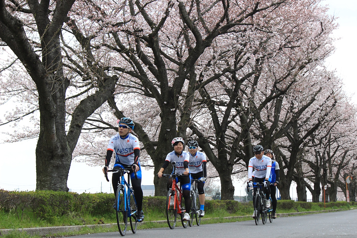 4月1日は桜が7分~満開と見応えバッチリだった