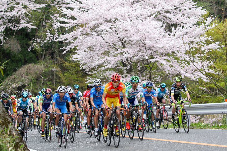 満開の桜が選手を迎える