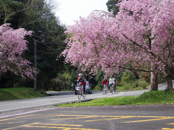 朝光寺手前にもしだれ桜が咲く