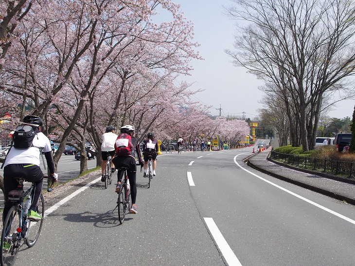 「おもちゃ王国」入口にある満開の桜並木。花びらが散り始め、抜群の美しさ