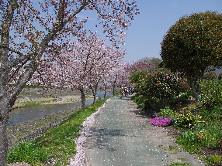 川沿いの桜トンネル。満開の桜を見るためだけにゆったり進む