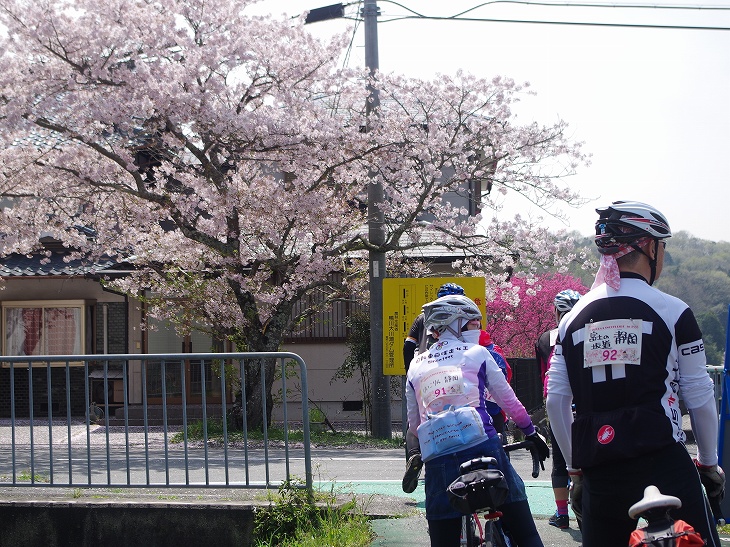 「まさに桜ライドだ!」とみな感動