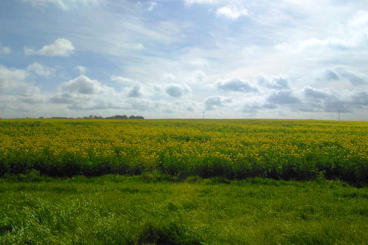 どこまでも続く菜の花畑と地平線まるでツール・ド・北海道にいるかのよう