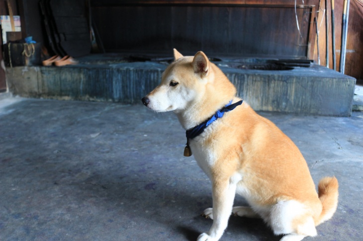 藍染のバンダナをする看板犬のベックくん