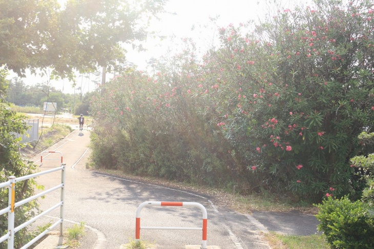 秘密の小道のようなサイクリングロードを抜けると、日本海はもうすぐです