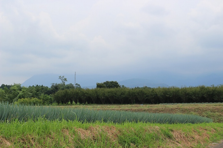 群馬と言えばネギ！？この日は曇りでしたが、ネギ畑と赤城山がきれいです