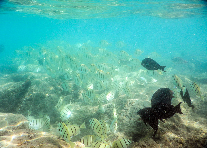 ハナウマ湾の海の中には熱帯魚が群れ泳いでいます