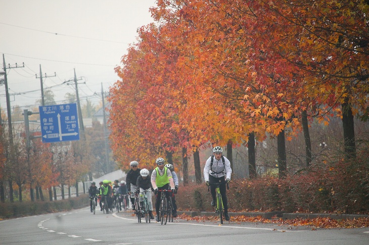 紅く色づく並木道を走っていきます