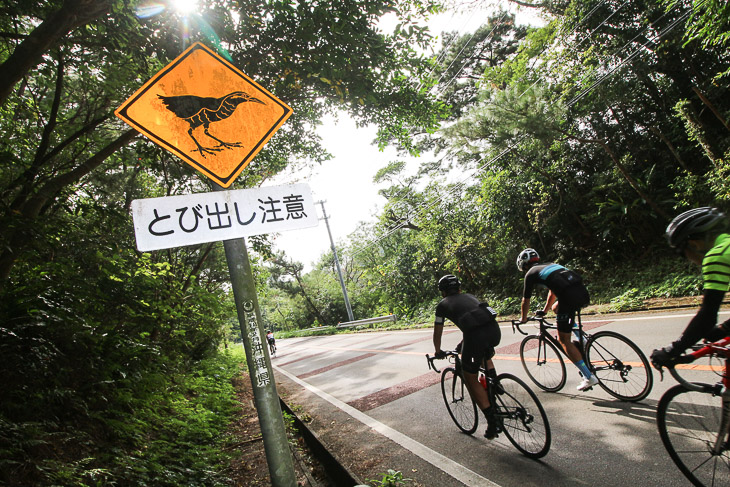 ヤンバルクイナの注意看板。よく飛び出してクルマに跳ねられるそうだ