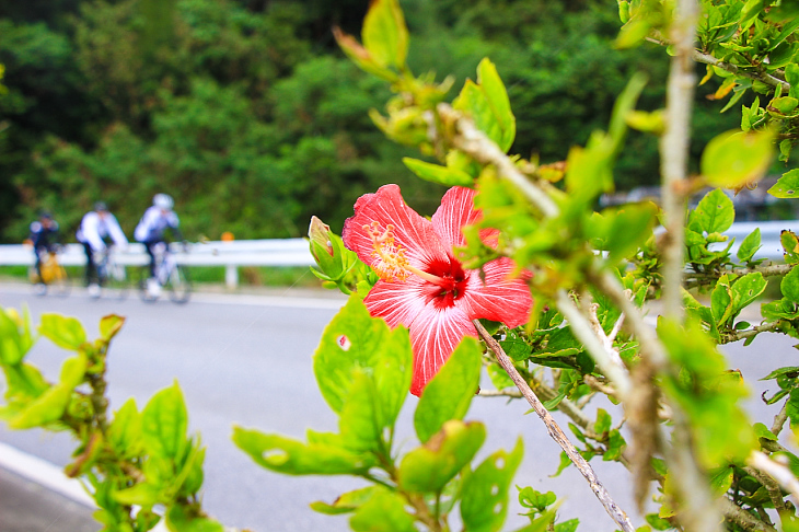 沿道ではハイビスカスも花を咲かせる