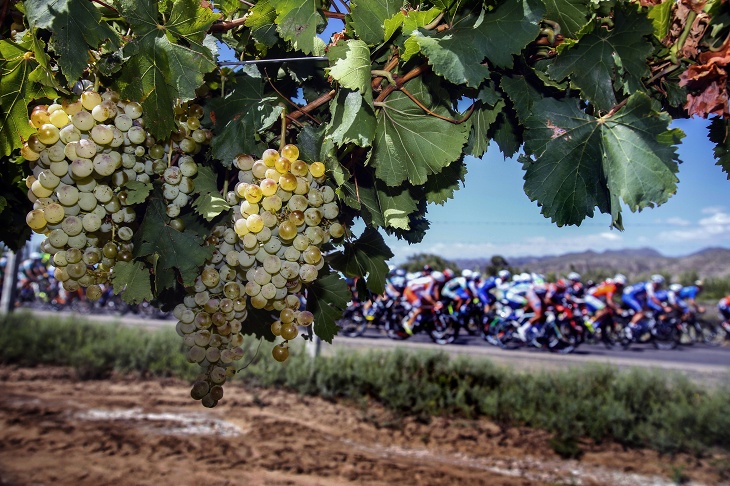 レースの舞台となるサンマルティンはワインの産地としても有名