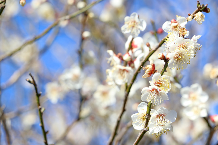 桜花が開いていました。何て種類のサクラだろう？