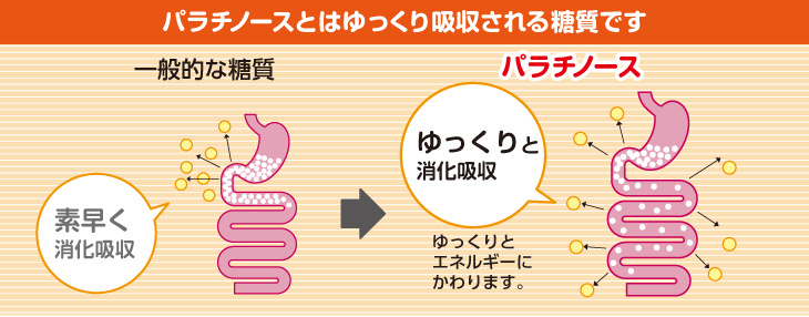 パラチノースなどのスローカロリーシュガーは小腸でゆっくりと吸収される特徴がある