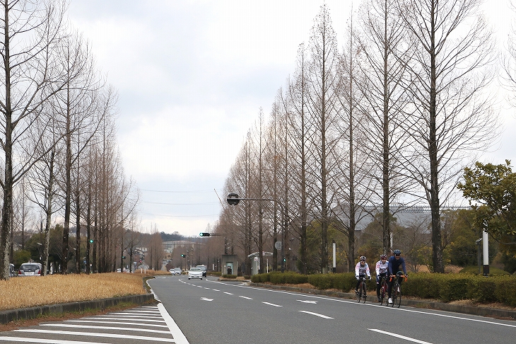 見事な並木が立ち並ぶけいはんな学研都市