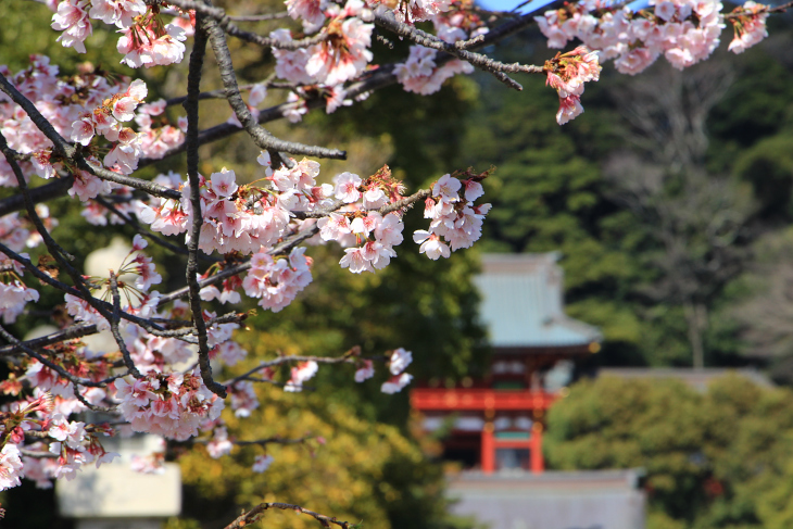 花も咲き始め春到来を実感させられる