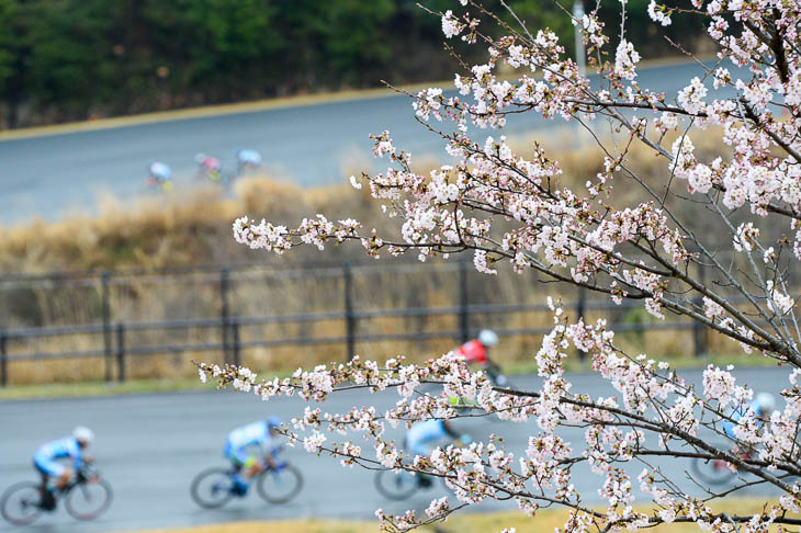 春の風物詩、修善寺の桜とチャレンジロード
