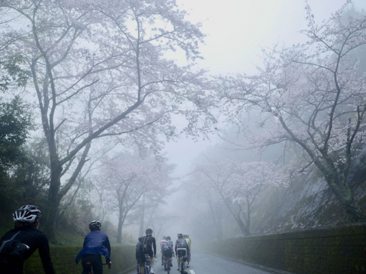 4月8日(土)大分県田ノ浦 霧が幻想的で桜とのコントラストが美しい