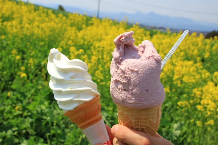 みるく工房たんぽぽではソフトクリームとブルーベリージェラートをチョイス