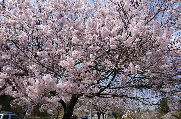 桜が満開！きれい～！すぐ立ち止まれるのも自転車の魅力