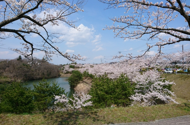 桜を見ながらのライドは最高です