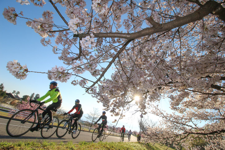 ルート上に桜が咲き誇る最高の季節だ