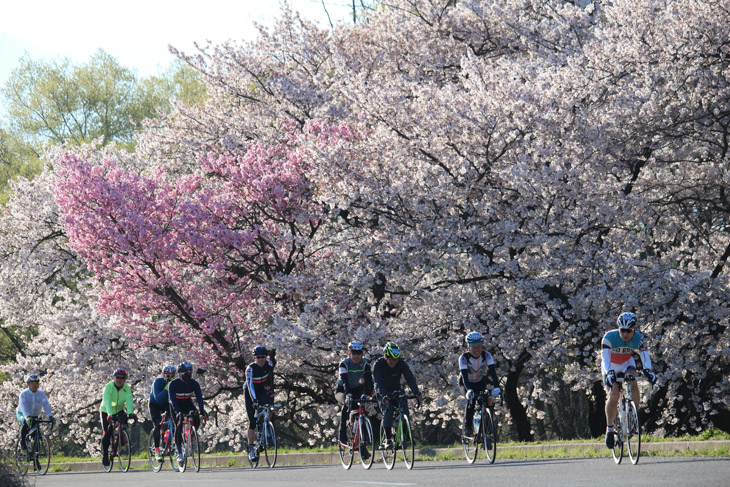 ルート上に桜が咲き誇る春もサイクリングに最高の季節だ