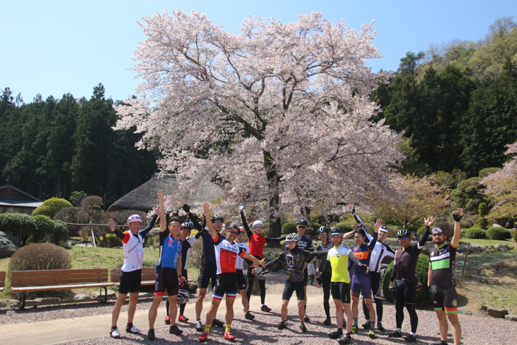 和紙の里東秩父の桜の巨木は満開だった