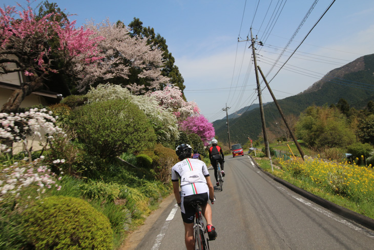 下り区間は様々な花が咲き乱れて春爛漫だった