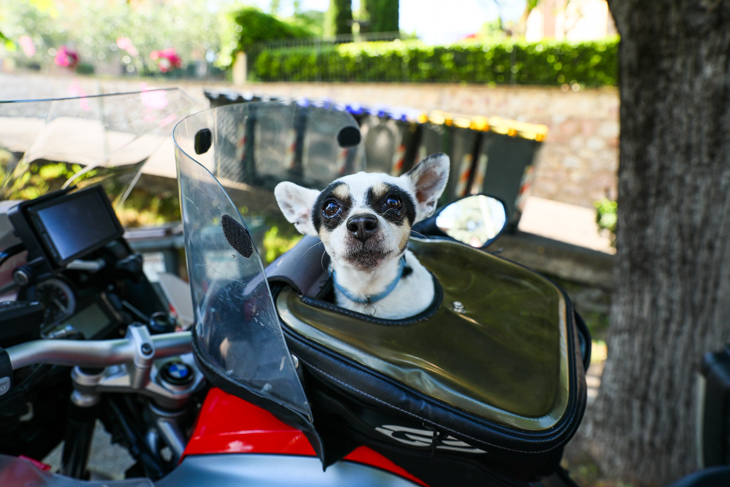 先導バイクに乗ってコースを走ったわんわん