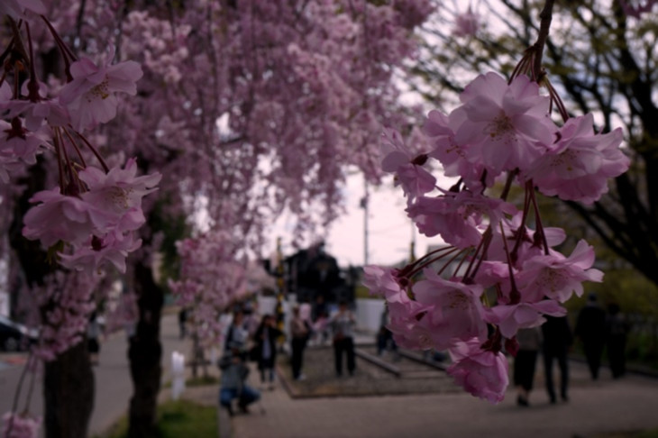 桜の名所だけあってそのハンパない人出にびっくり！人気のほどが伺えます