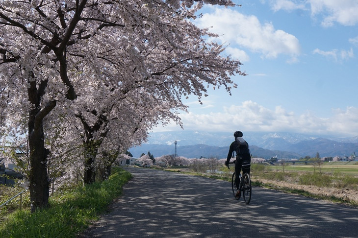 2日目も快晴！米沢は春真っ盛りで、最上川沿いの桜並木も満開でした!