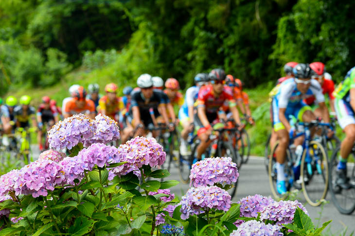 コース沿いに咲くアジサイの花