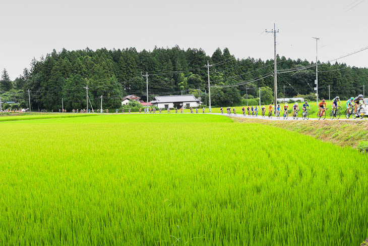 P1　水田地帯の中を長く伸びた集団が行く